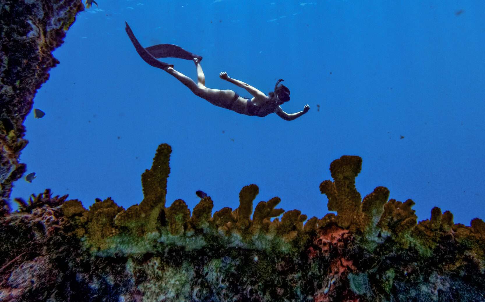 Private Freediving (Freedive Intro Class or Fundive)